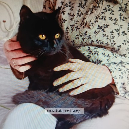 Photo of a cat found in La Chaussee Saint Victor