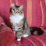 Kali