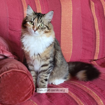 Foto 1/1 Kali Kat vermist in Seraing
