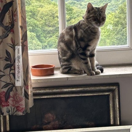 Foto van vermiste kat in Mont De Godinne