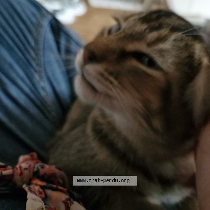 Photo of a cat found in Saverdun