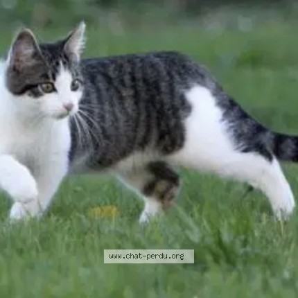Foto di gatto smarrito a Grandcour