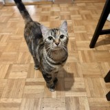 kimi