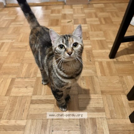 Foto 1/1 Wiedergefundene Katze Verloren in Crissier