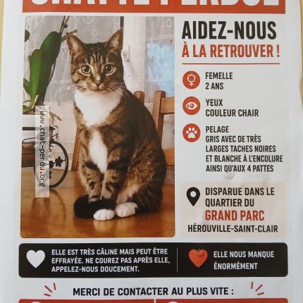 Photo of a cat found in Herouville Saint Clair