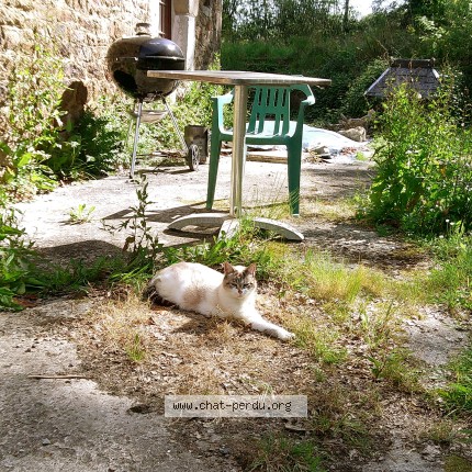 Photo of a cat found in Plouasne