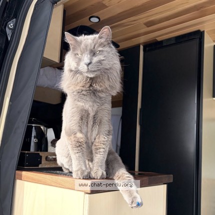 Photo 1/1 Raymond Cat lost in Beaupre