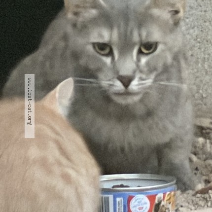 Photo 1/1 Found cat Found in North Las Vegas