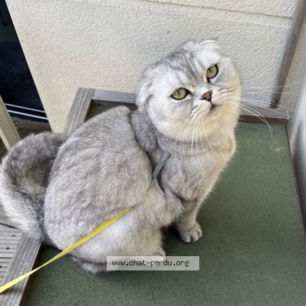 Photo of a cat found in Toulouse