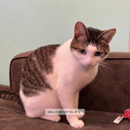 Photo 1/1 Charli Cat lost in Montreal