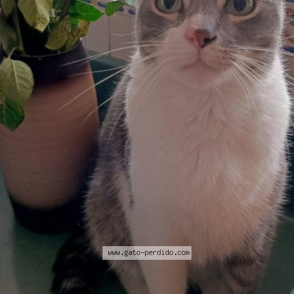 Photo of a cat found in Quito