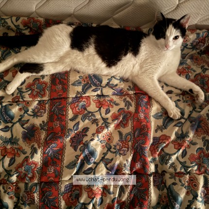 Photo of a cat found in Portes Les Valence