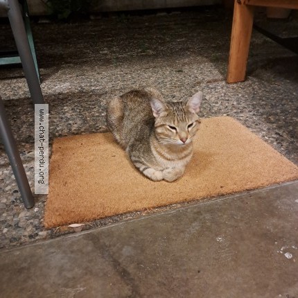 Foto 1/1 Gatto trovato Trovato a Lausanne