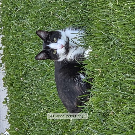 Photo of a cat found in Maxent