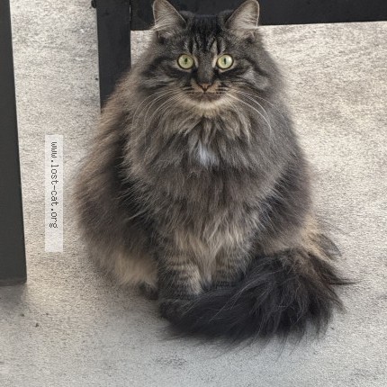 Photo 1/1 Tishi Cat lost in Lasalle