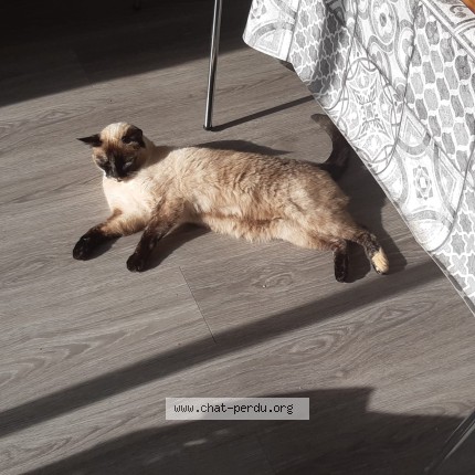 Photo of a cat found in Les Touches