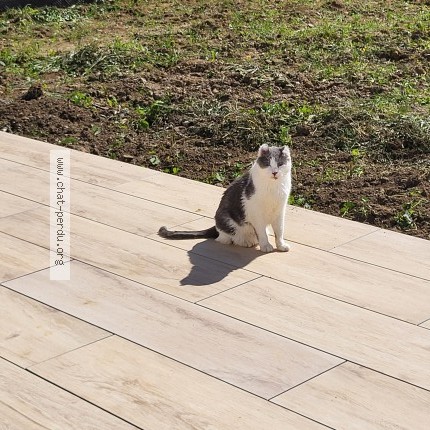 Photo of a cat found in Maizery