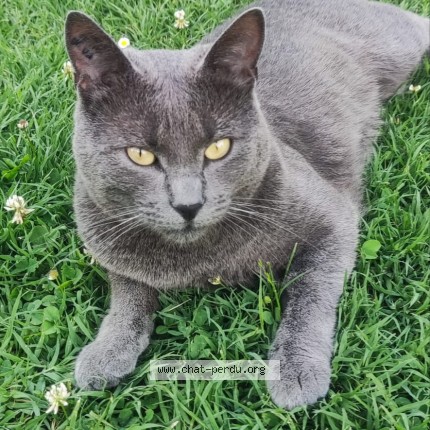 Photo of a cat found in Herouville En Vexin