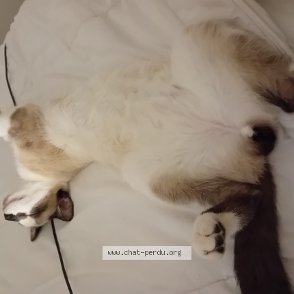Photo of a cat found in Surzur