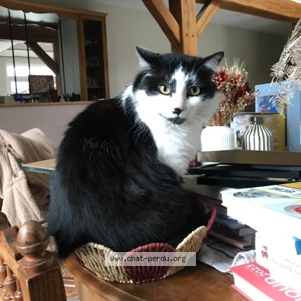 Photo of a cat found in Cagnicourt