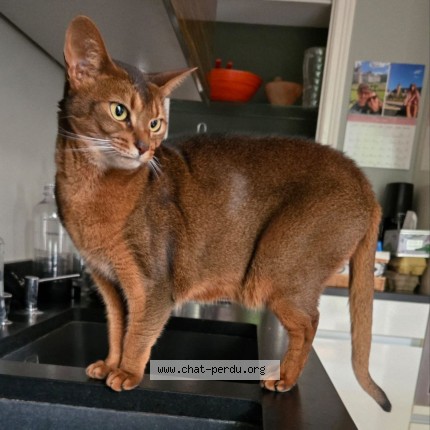 Photo of a cat found in Nancy