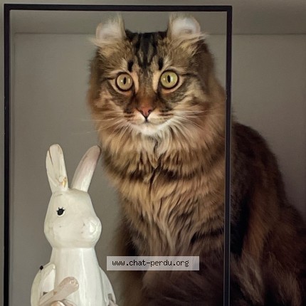 Photo of a cat found in Les Lilas