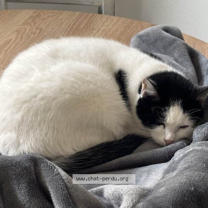 Photo of a cat found in Grenoble