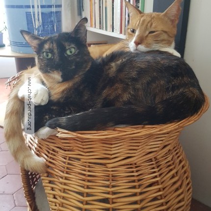 Photo of a cat found in Sisteron