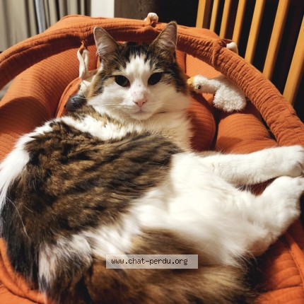 Foto 1/1 Kat teruggevonden Vermist in Genappe