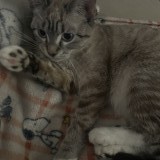 snowball