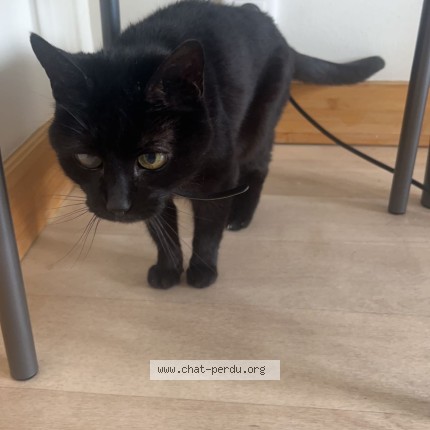 Photo 1/2 Nougatine Cat lost in Montreal