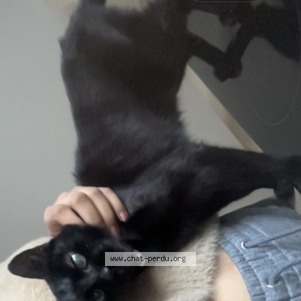 Photo 2/2 Nougatine Cat lost in Montreal