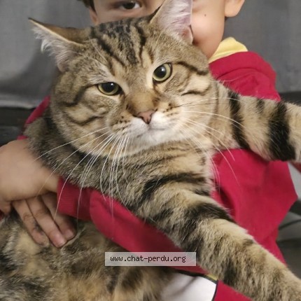 Photo 2/2 chichito Cat lost in Montreal