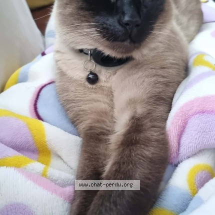 Photo of a cat found in El Biar Alger
