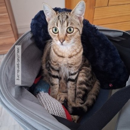 Photo of a cat found in Roubaix