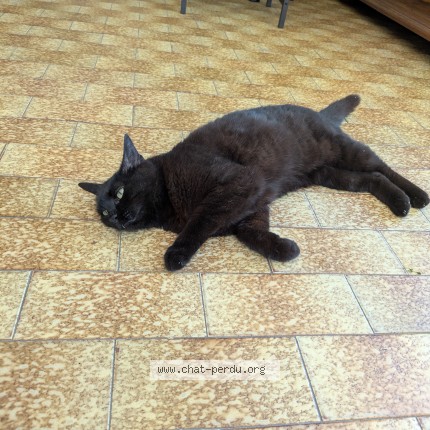 Photo of a cat found in Choussy