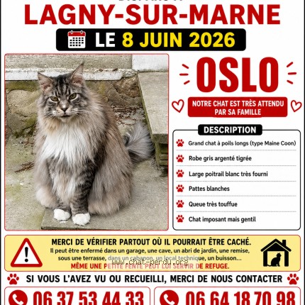 Photo of a cat found in Lagny Sur Marne