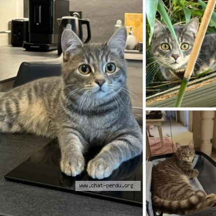 Photo of a cat found in Arradon