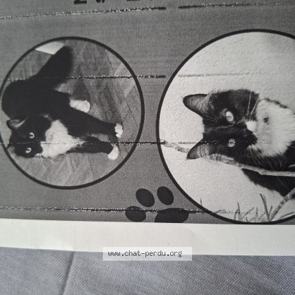 Foto di gatto smarrito a Geneve