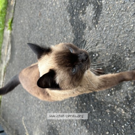 Foto 1/1 Kat teruggevonden Gevonden in Andrimont