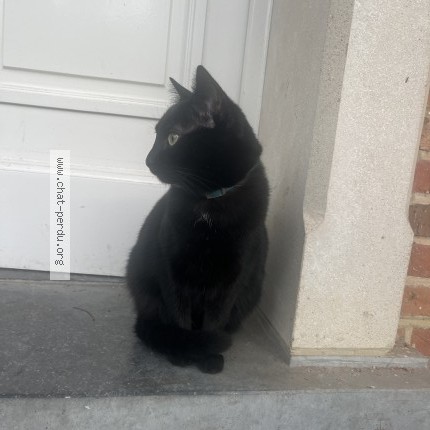 Foto van vermiste kat in Bruxelles