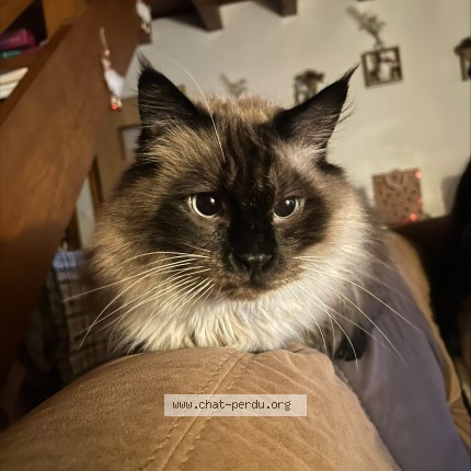 Photo of a cat found in Vougy