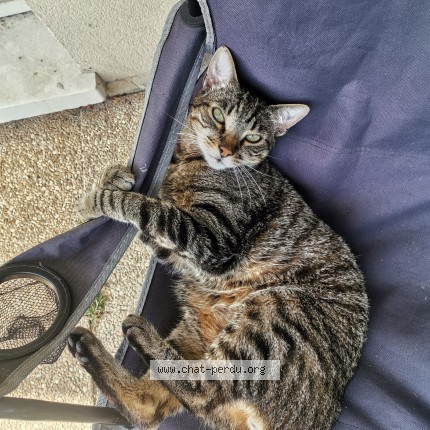 Photo of a cat found in Evry Courcouronnes