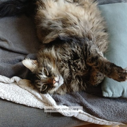 Photo of a cat found in Fontainebleau