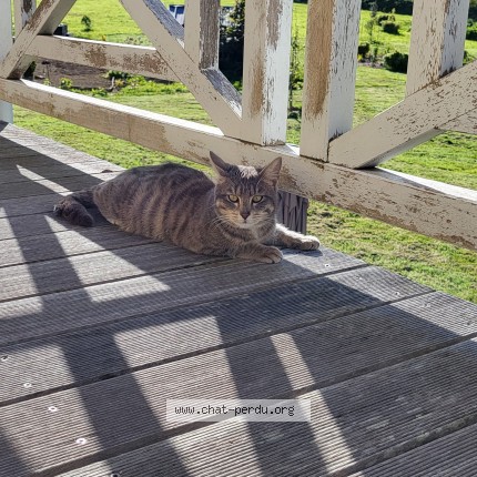 Photo of a cat found in Treglamus