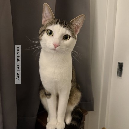 Photo of a cat found in Paris