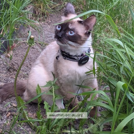 Photo 1/1 Tempête Cat lost in Saint Basile Le Grand