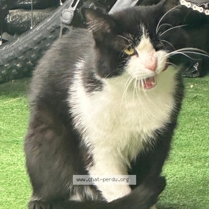 Foto 1/1 Gefundene Katze Gefunden in Ste Croix