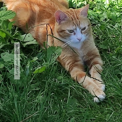Photo of a cat found in Gleize