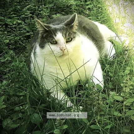 Photo 1/1 Cashew Cat lost in Mont Tremblant